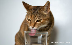 猫とお湯の安全性