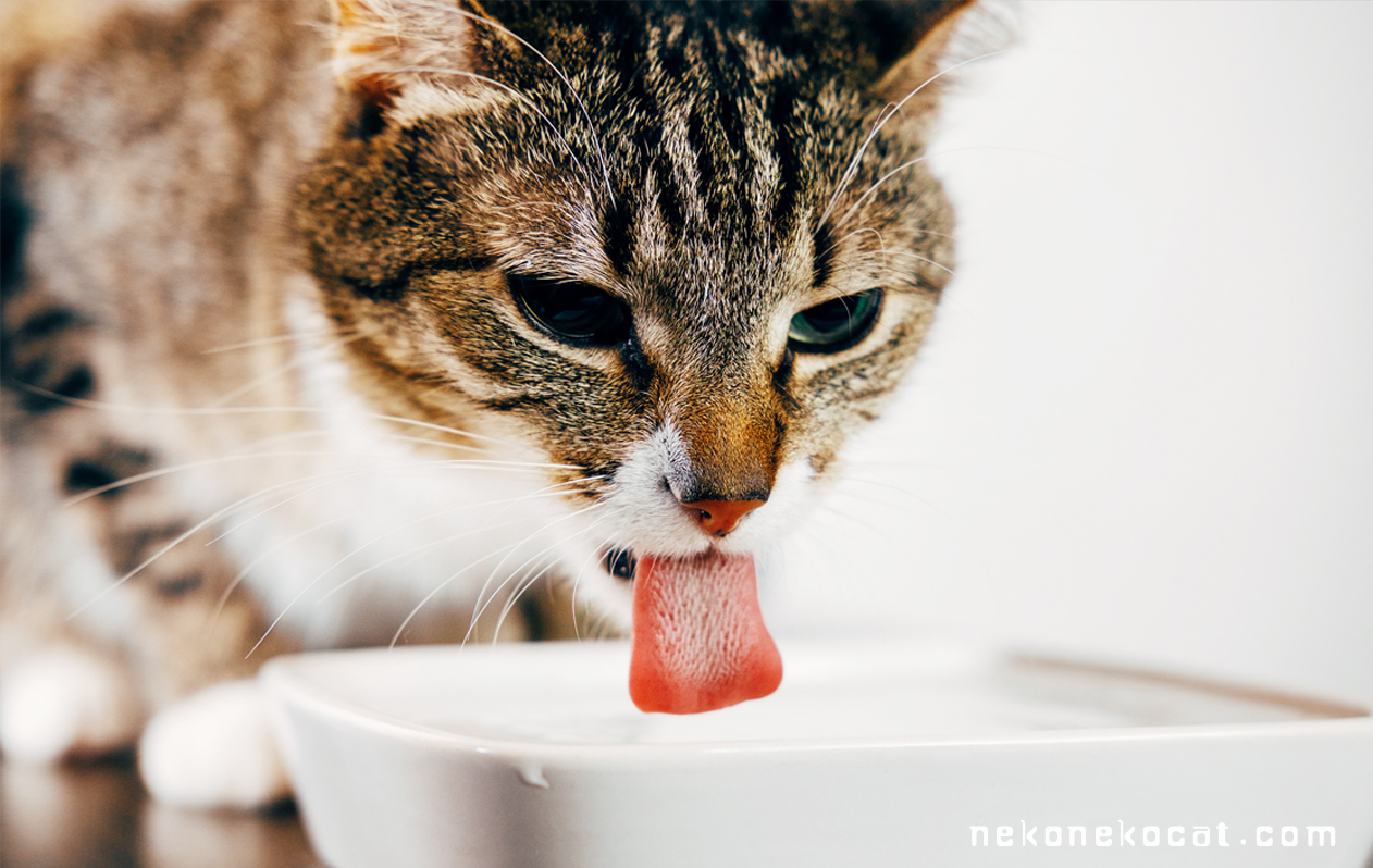 猫とお湯の意外な関係：愛猫がお湯を飲む理由とその安全性